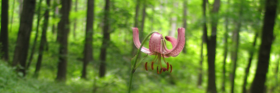 MELICA NUTANS s.r.o.