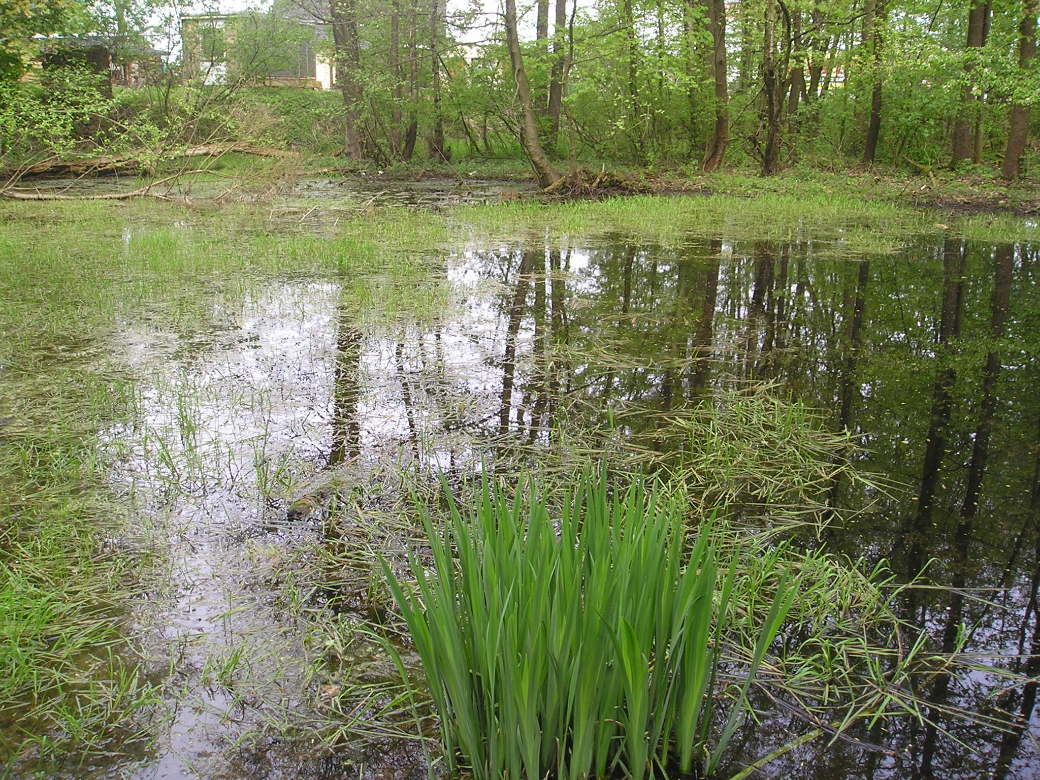 ZO ČSOP ARMILLARIA