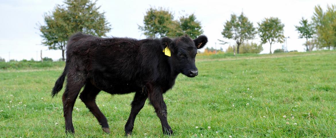 Zelená Bohdaneč s.r.o.