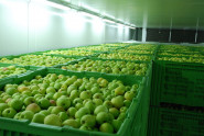 Bohemia Apple, družstvo