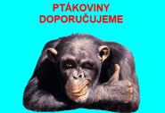 Petra Rozsívalová